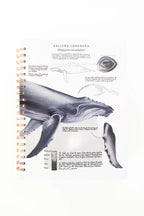 Cuaderno Argollado 7 Materias Cuadriculado Grande SOS